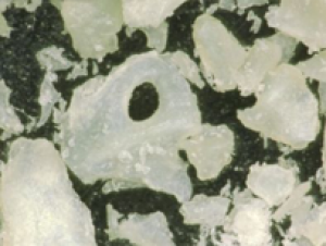 Cancellous Particulate — Maxxeus dental biologics product