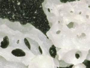 Corticocancellous Particulate — Maxxeus dental biologics product